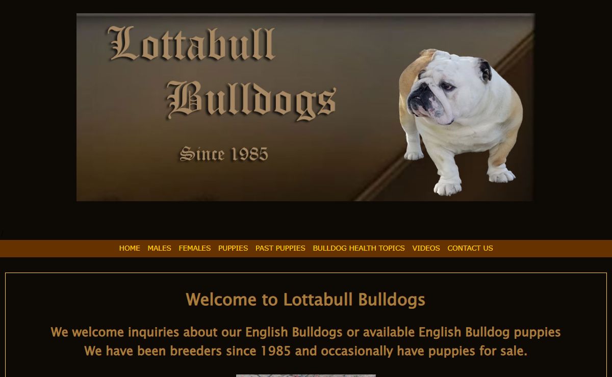 Lottabull Bulldogs - English bulldog puppies reputable breeder