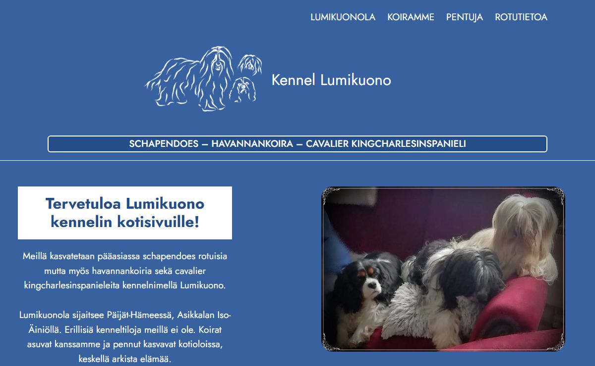 Kennel Lumikuono – schapendoes-havannankoira-cavalier kingcharlesinspanieli