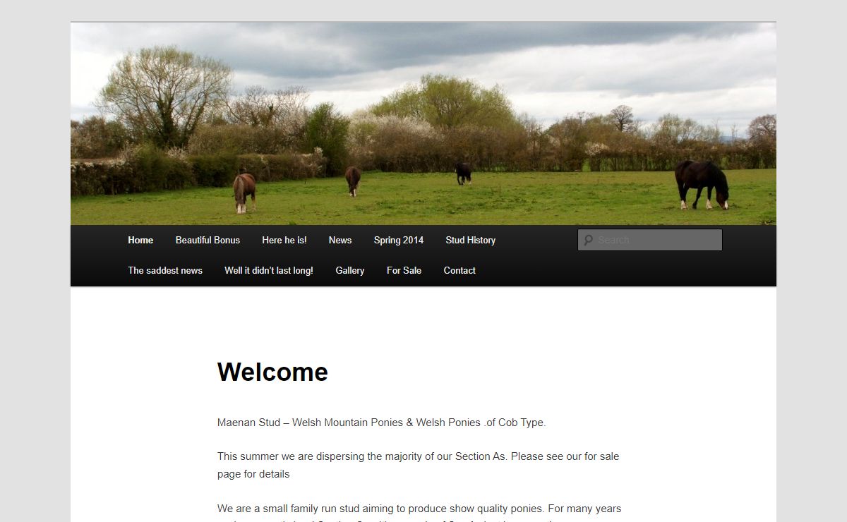 Maenan Stud | Maenan Stud – Welsh Ponies of Cob type and Welsh Mountain Ponies for Exhibition and Sale