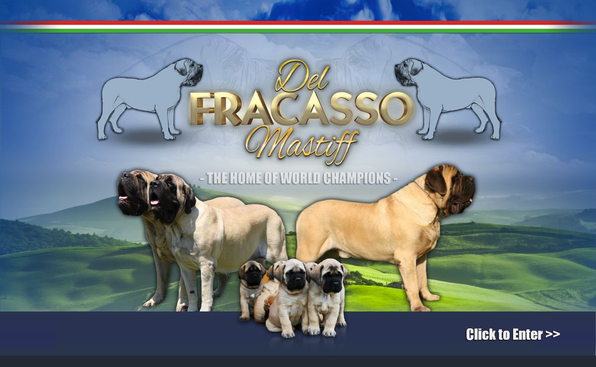 Mastiff del Fracasso | Allevamento mastiff, Siena, Toscana | riconosciuto ENCI e FCI