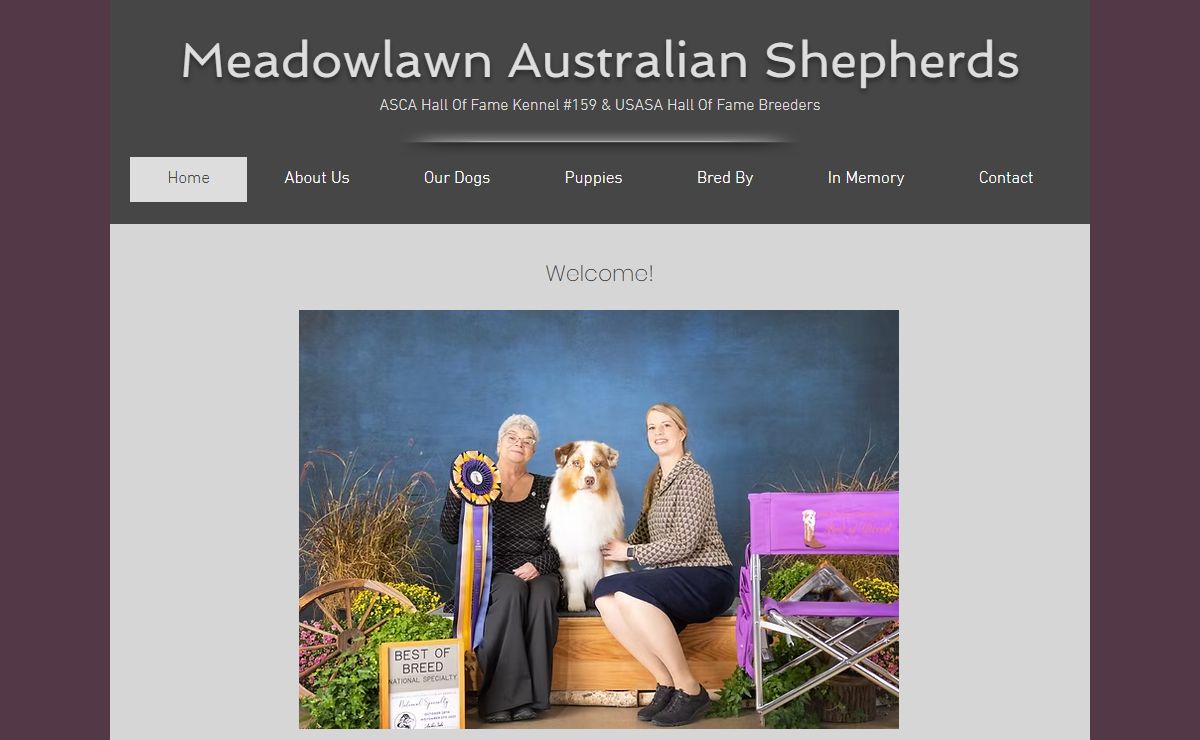 Meadowlawn Australian Shepherds | Australian Shepherds