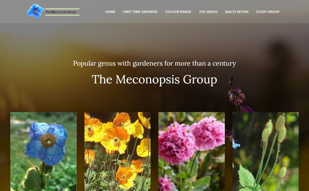 Meconopsis.org – Seeding The Web