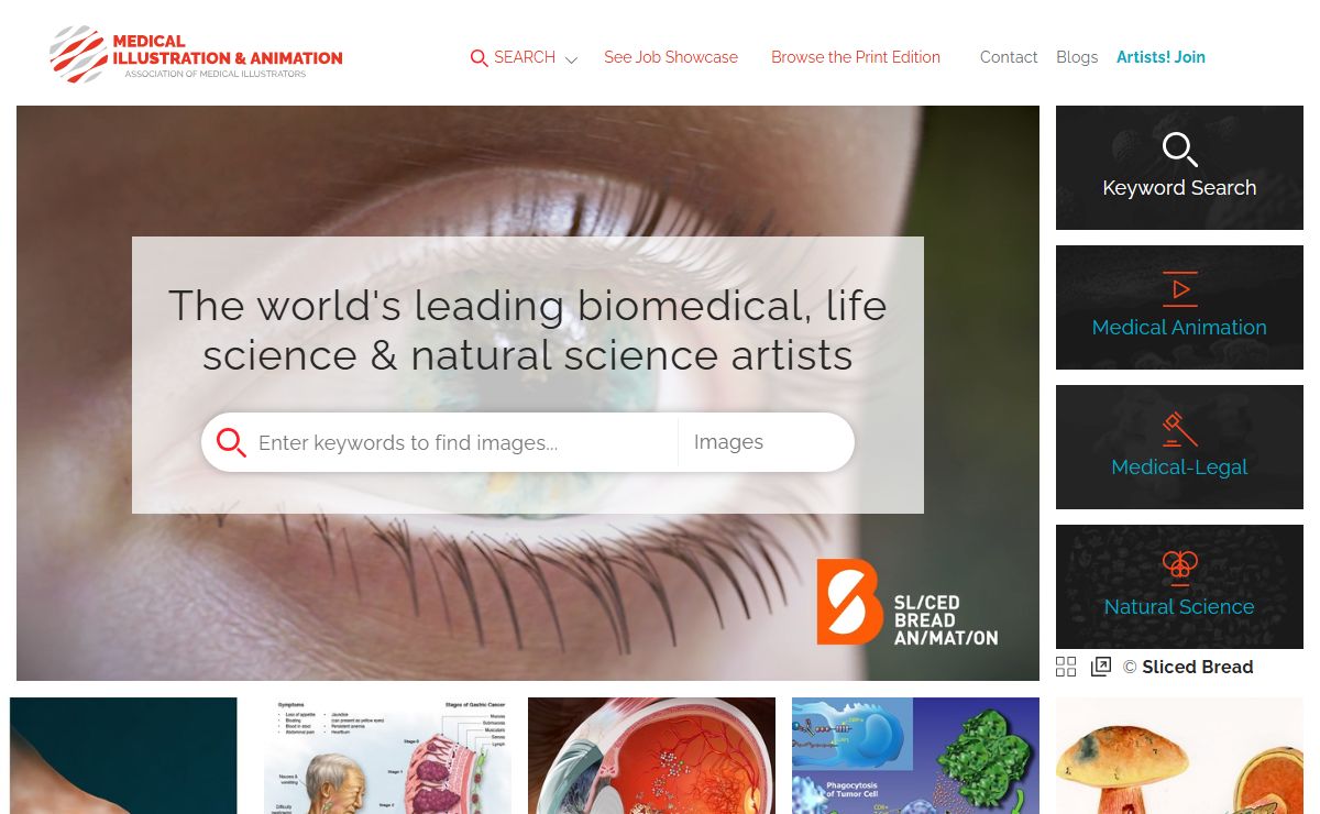 Medical Illustration and Animation :: Association of Medical Illustrators