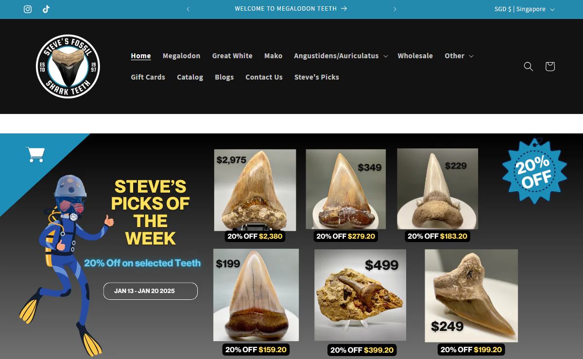 Megalodon Teeth - Best Sellers of Fossil Shark Teeth