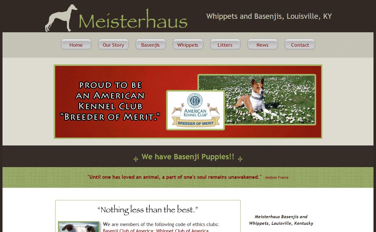 Meisterhaus Whippets and Basenjis