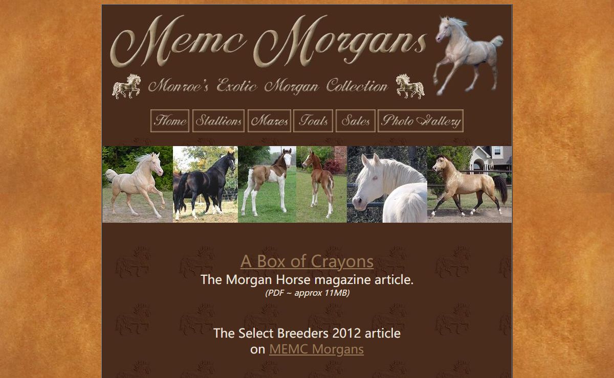 MEMC Morgans - Quality Colorful Morgan Stallions ~ Cremello, Palomino, Buckskin, Pinto, Splash and Sabino!