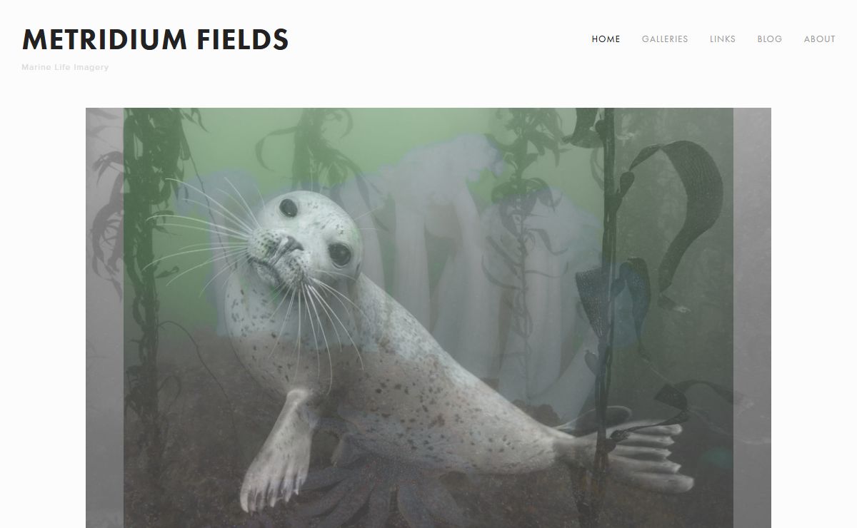 Metridium Fields