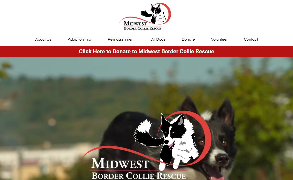 Midwest Border Collie Rescue | Border Collie Rescue