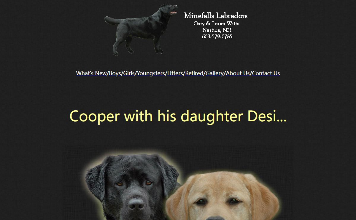Minefalls Labradors-labrador retriever breeder