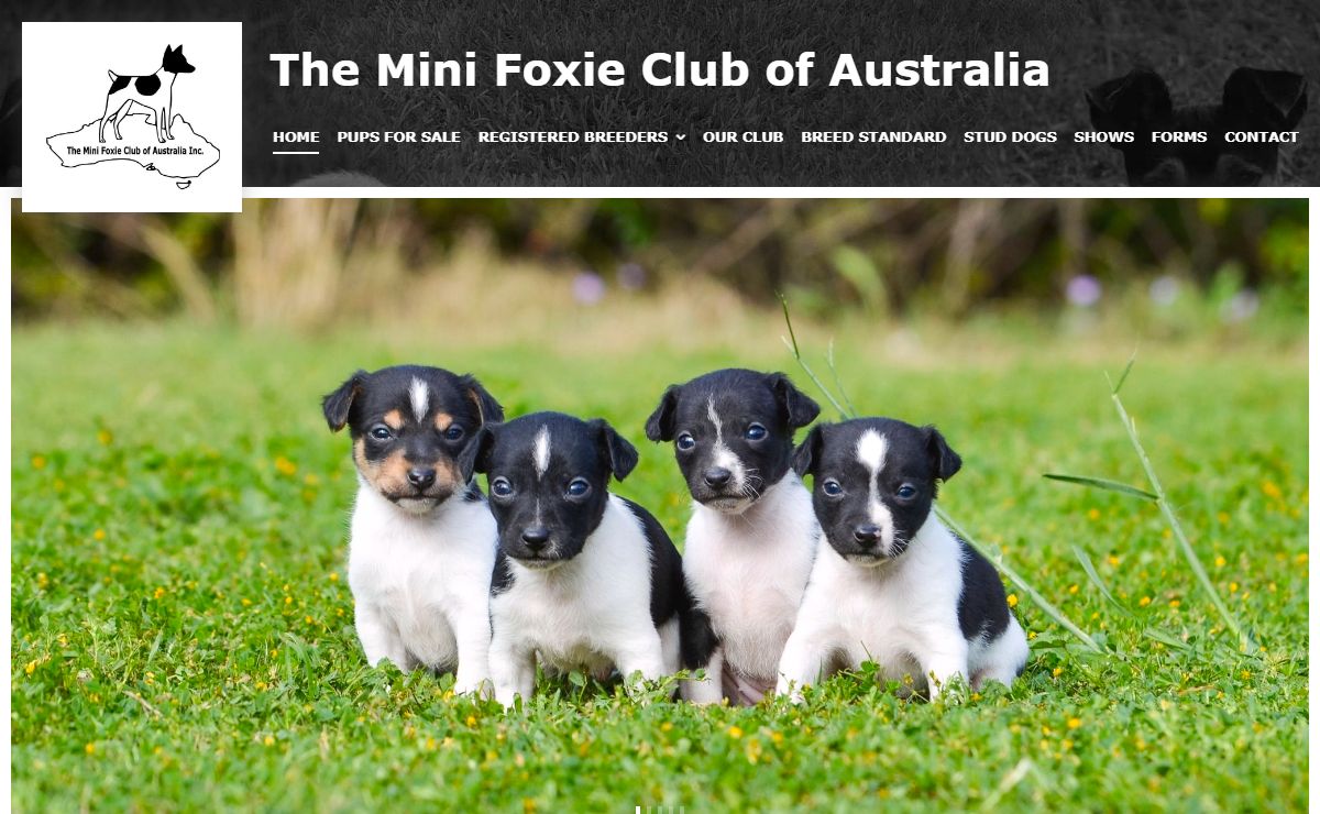 Mini Foxie Club of Australia | Dog Breed Club