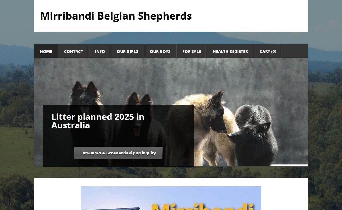 Mirribandi Belgian Shepherds - Mirribandi Belgian Shepherd Dogs