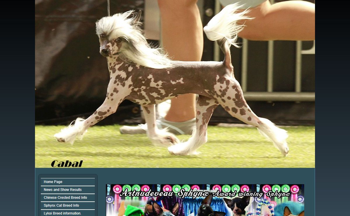 MOHAWK CHINESE CRESTED DOGS.