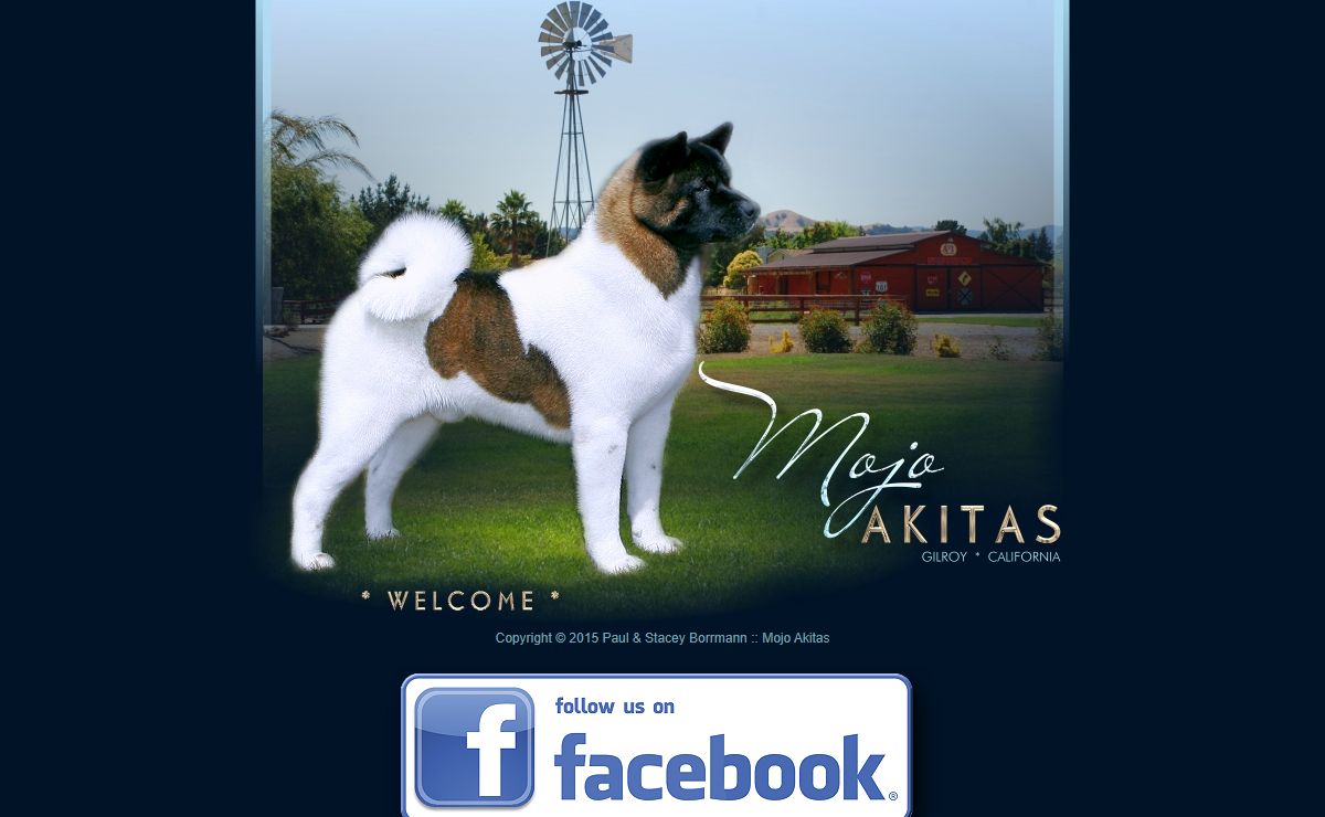 Top quality AKC akitas and puppies in california