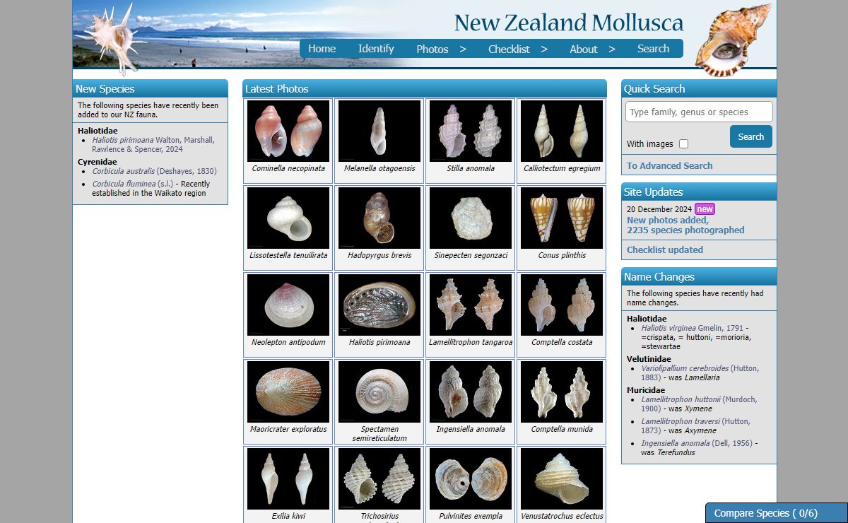 NZ Mollusca