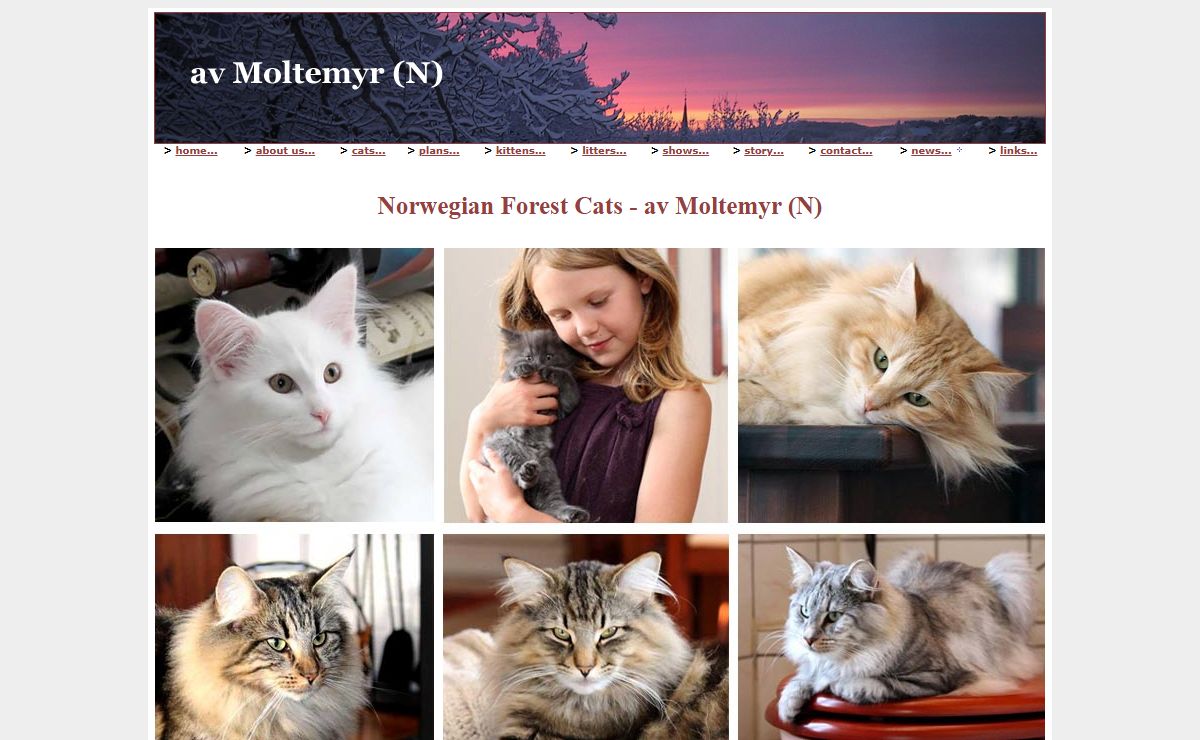 Norwegian Forest Cats, Norwegian breeder of Norwegian Forest Cats, av Moltemyr