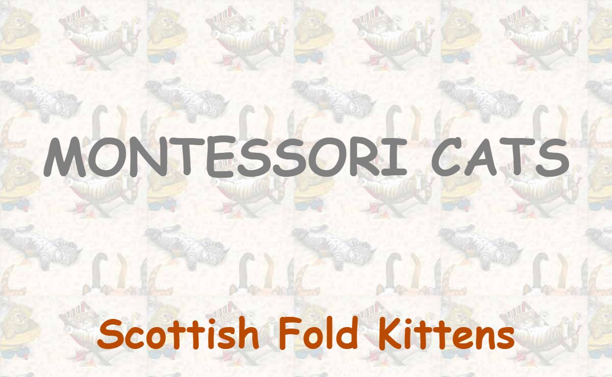 Scottish Fold Kittens for Summer