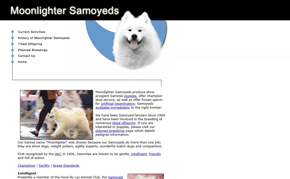 Samoyed Breeder - Moonlighter Samoyeds Puppies and Stud Service