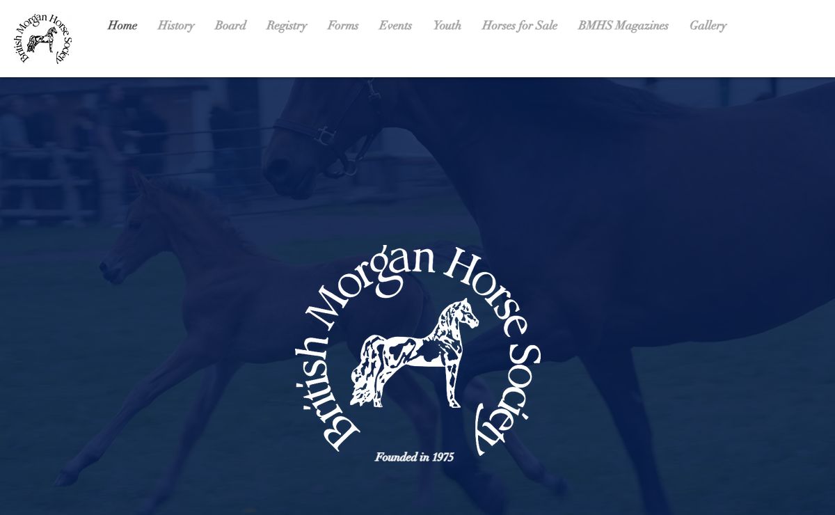 Morgan horse registry | British Morgan Horse Society