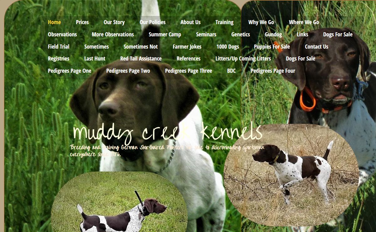 German Shorthaired Pointers for sale. Muddy Creek Kennel - Home