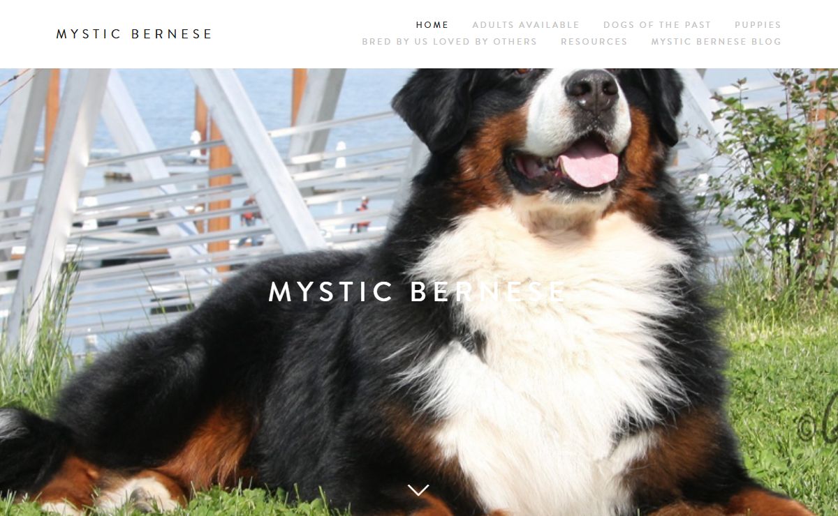 MYSTIC BERNESE
