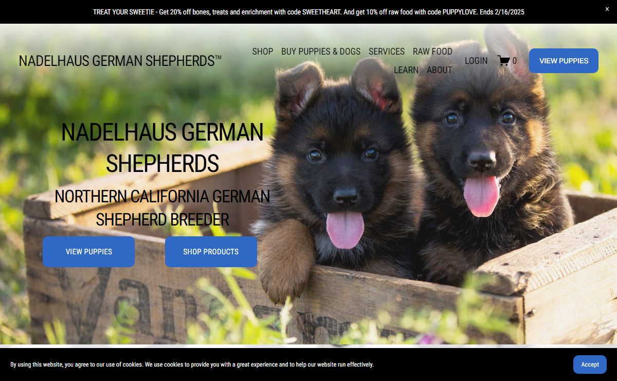 World-Class German Shepherd Puppies For Sale | Nadelhaus German Shepherds
