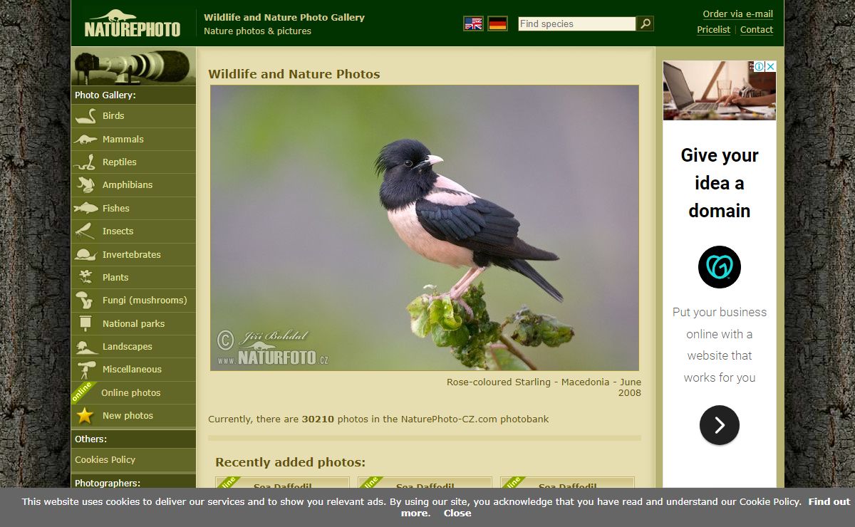Images Pictures: Birds Mammals Reptiles Plants | NaturePhoto