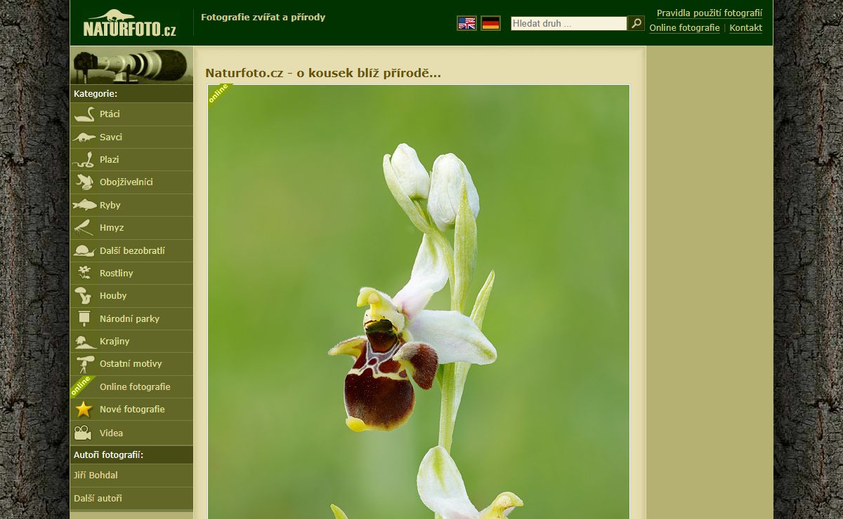 Fotografie přírody, fotky zvířat | Naturfoto.cz