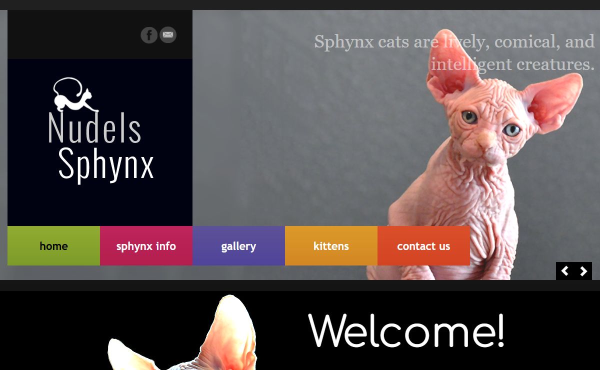 Nudels Sphynx Hairless Cats Kittens in DFW, Texas: Find out what makes these cats so insanely loving.