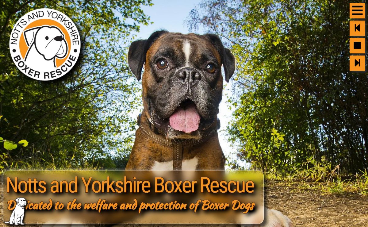 Notts & Yorkshire Boxer Rescue | Passionate about Boxers