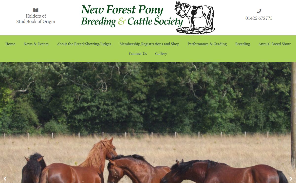 Home Page - New Forest Pony & Cattle Breeding