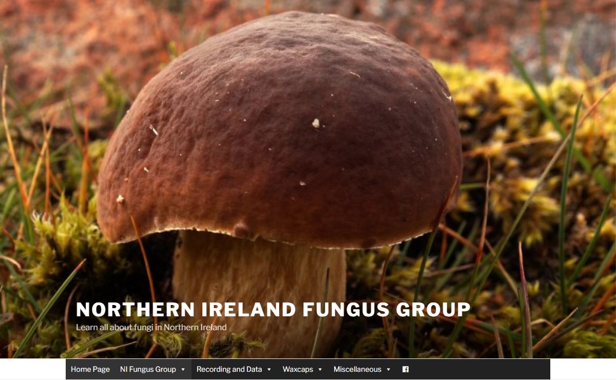 Northern Ireland Fungus Group – Learn all about fungi in Northern Ireland