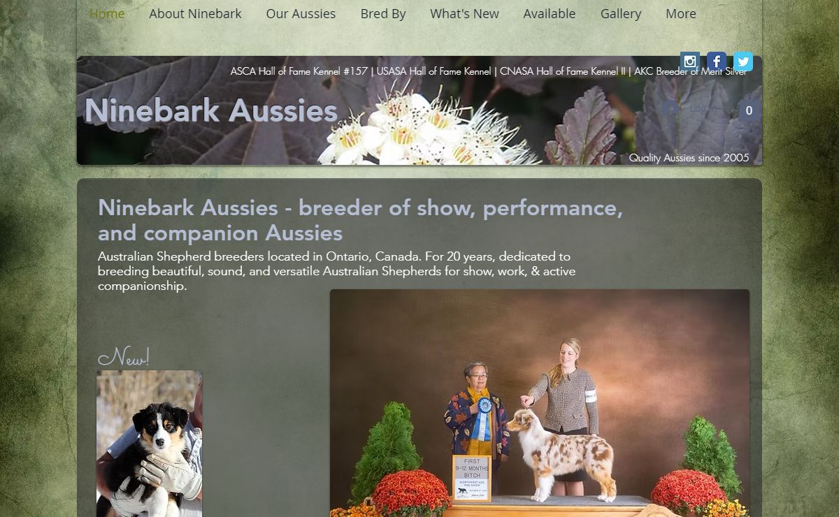 Ninebark Aussies | Australian Shepherd breeders Ontario, Canada