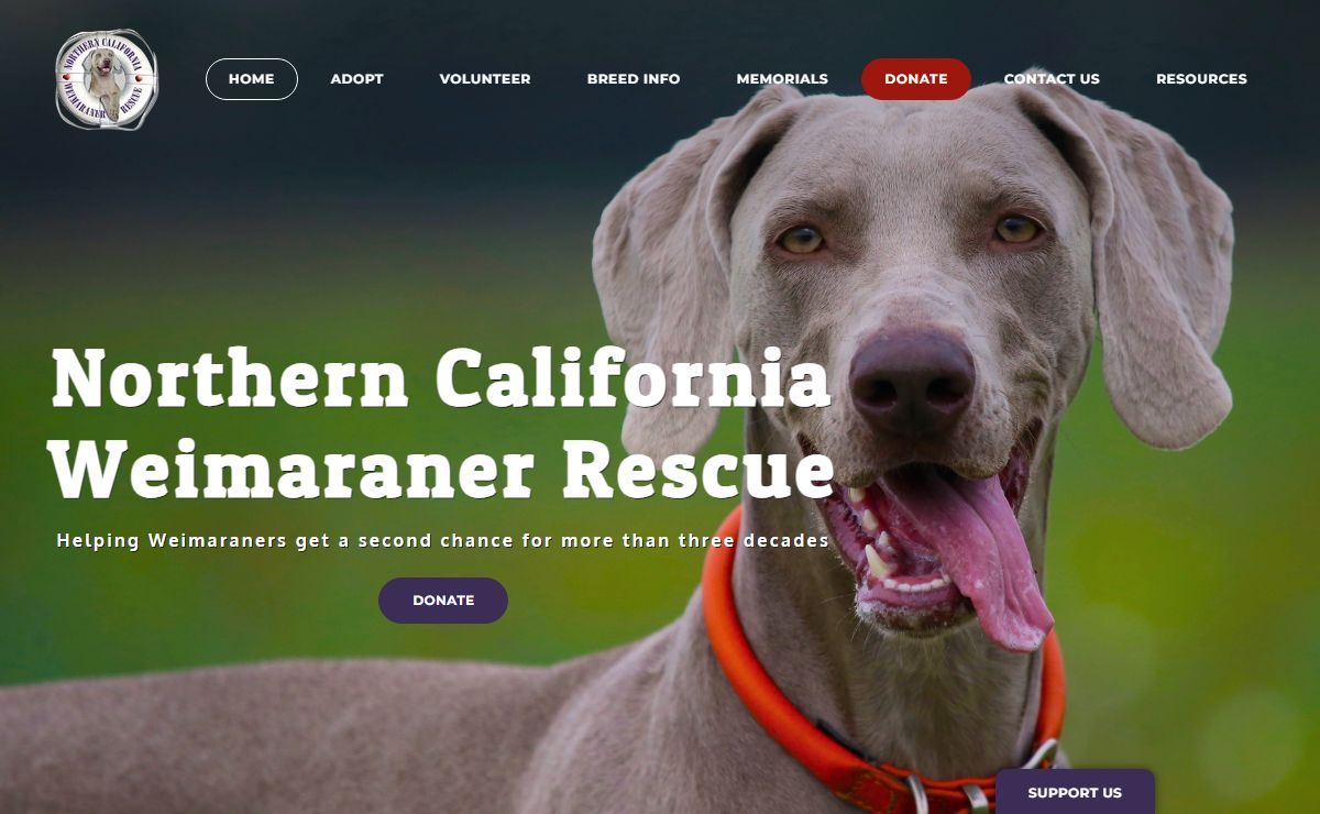 Northern California Weimaraner Rescue - Home