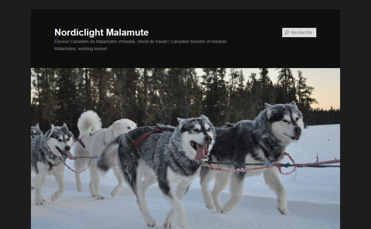 Nordiclight Malamute | Éleveur Canadien de Malamutes d'Alaska, chenil de travail / Canadian breeder of Alaskan Malamutes, working kennel