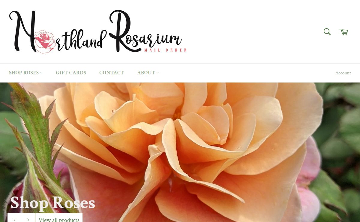 Hardy Own-root roses, mailorder Northland Rosarium Rose Store