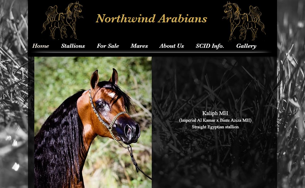 Arabians for sale | Northwind Arabian | United States