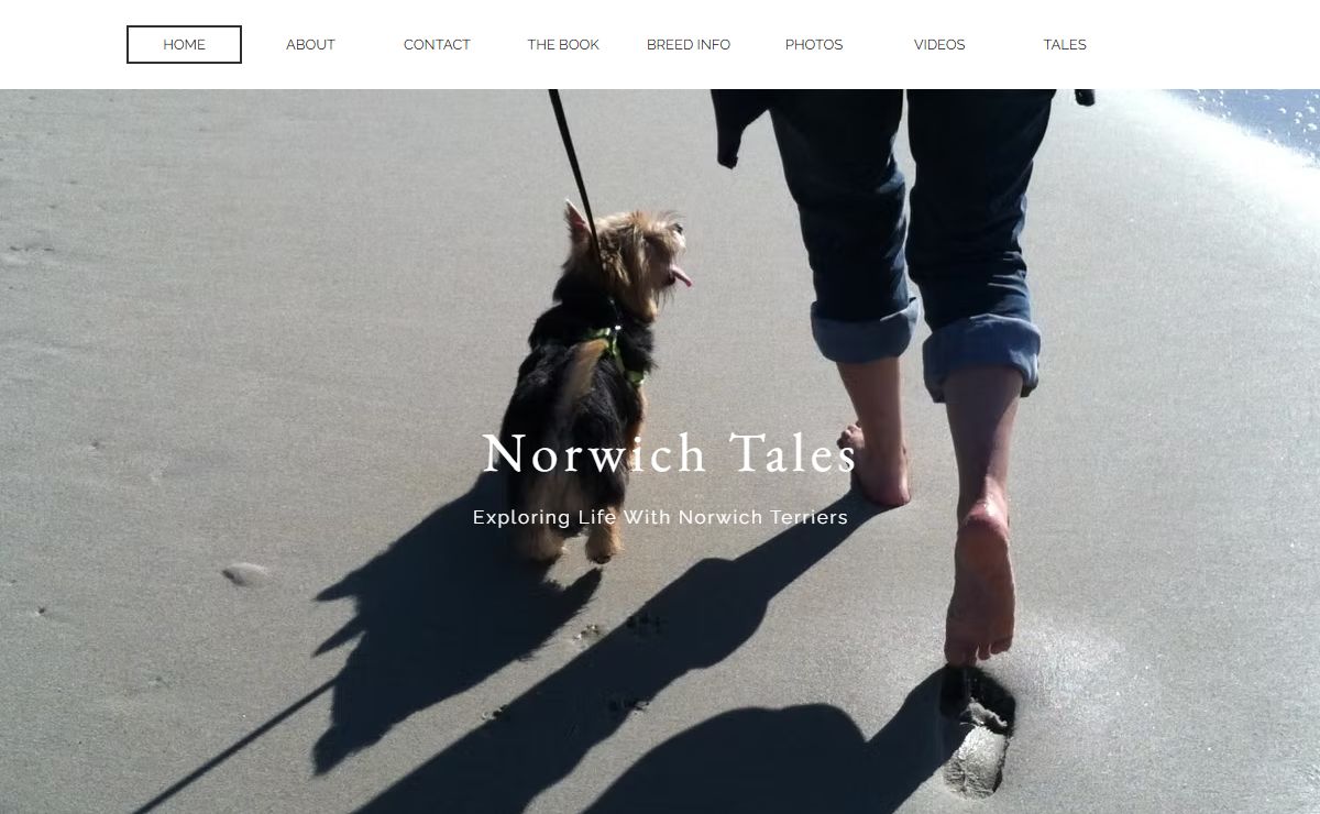 Norwich Terriers | Norwich Tales