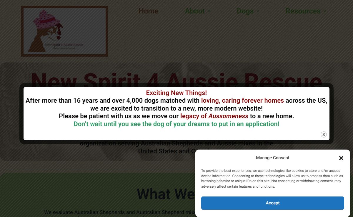 New Spirit 4 Aussie Rescue Australian Shepherd adoption