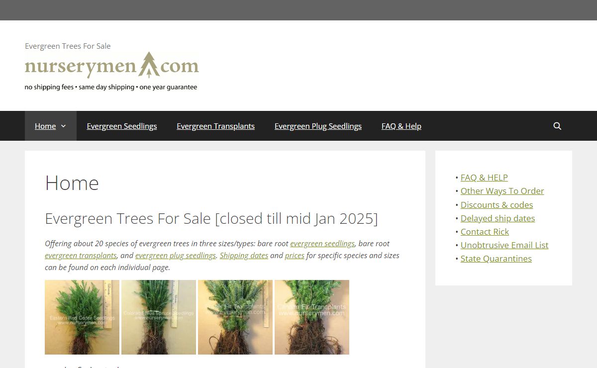 Evergreen Trees Seedlings and Transplants For Sale