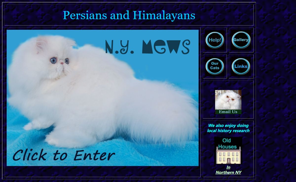 Persian and Himalayan Cats