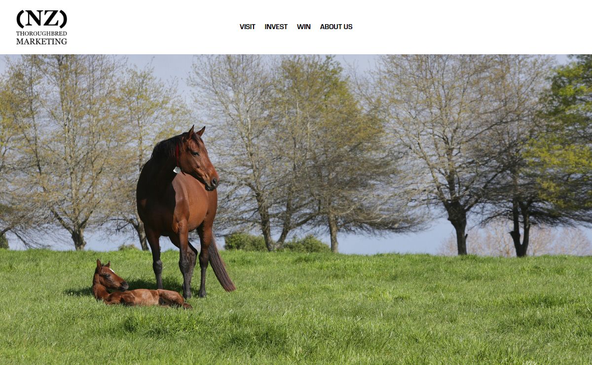 New Zealand Thoroughbred Marketing | NZTM