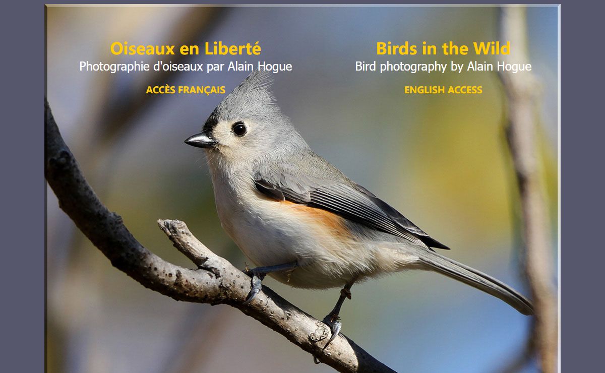 OISEAUX EN LIBERTÉ par Alain Hogue - BIRDS IN THE WILD by Alain Hogue