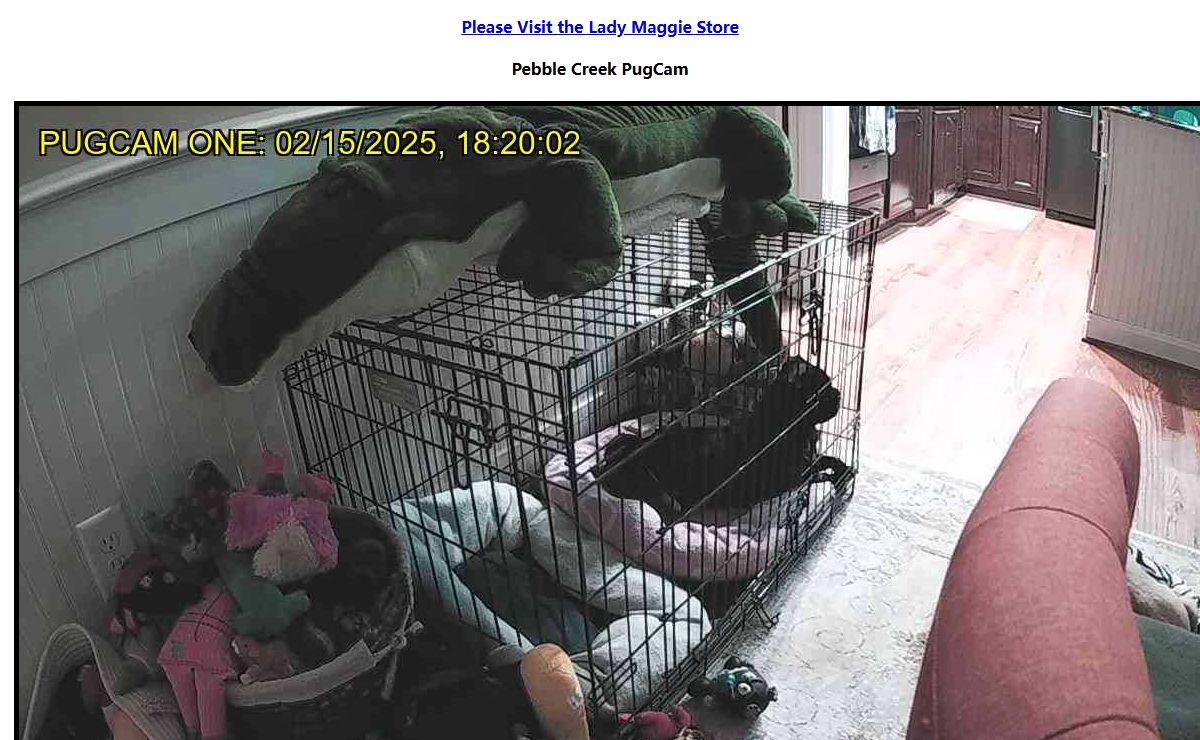Richard and Robbi's PugCam