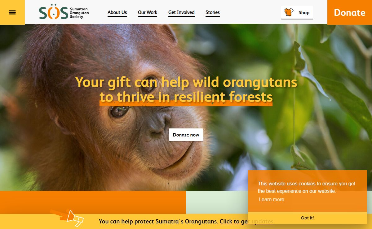 Protect wild orangutans - SOS – Sumatran Orangutan Society