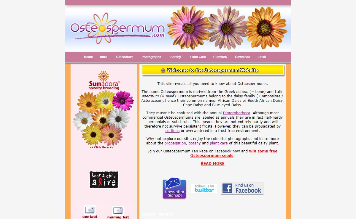 Osteospermum - The African Daisy, Cape Daisy, Spaanse Margriet