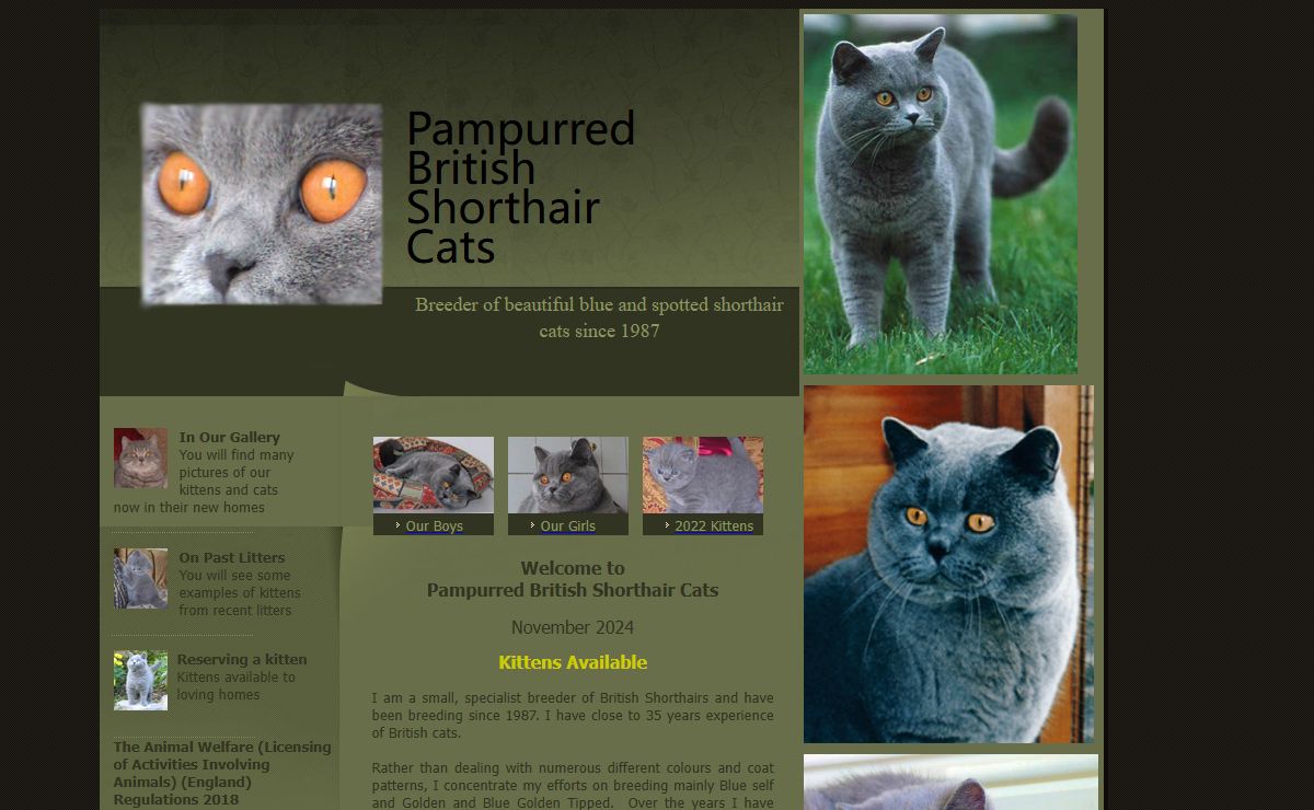 Pampurred British Shorthair Cats and Kittens 2022