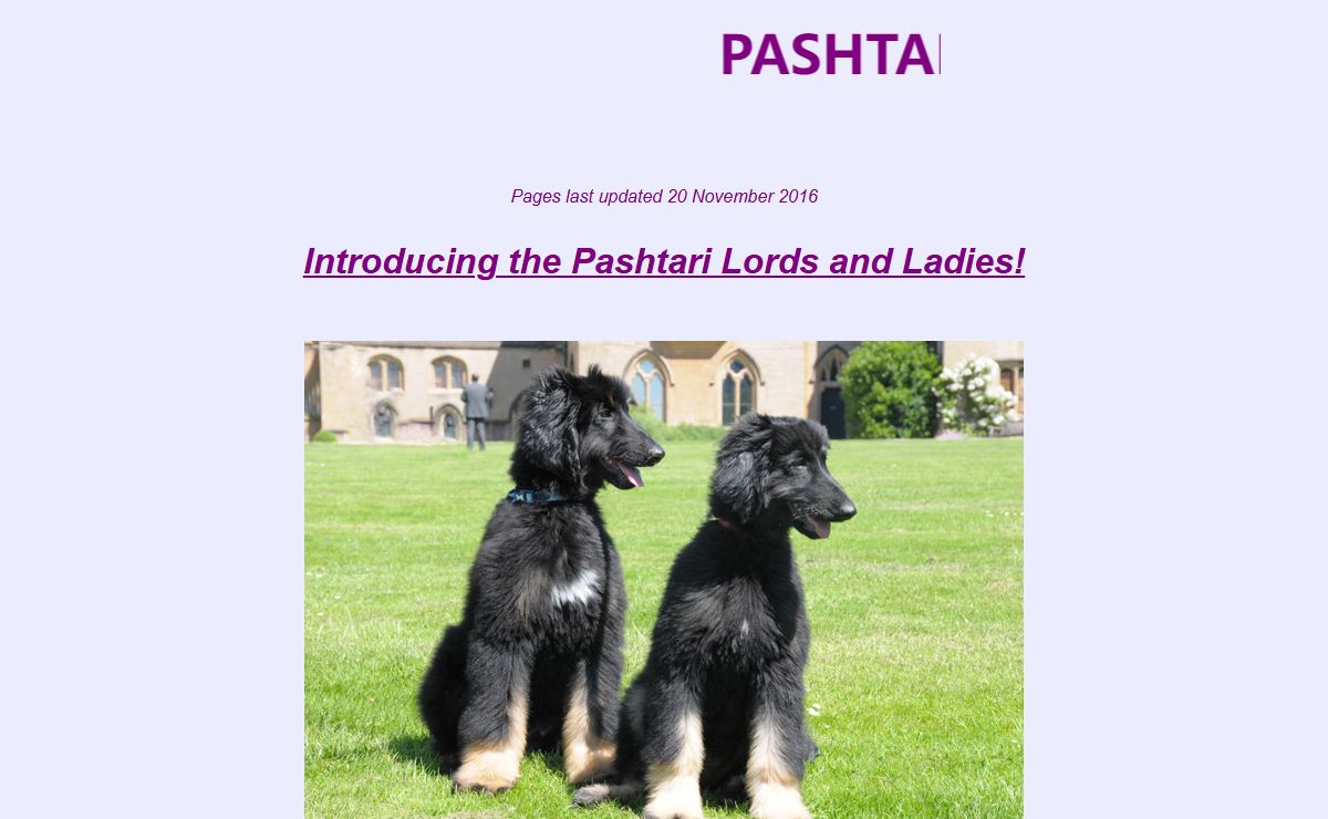 Afghan Hounds - Pashtari Afghan Hounds