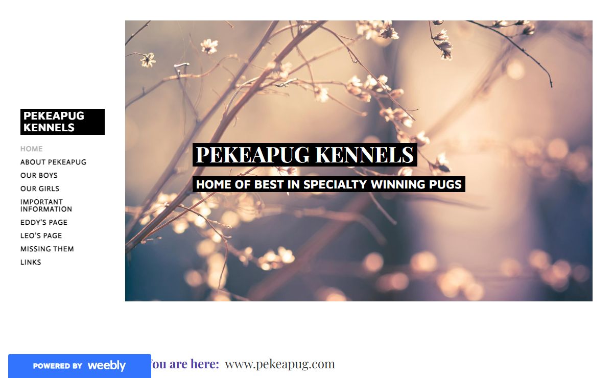 Pekeapug Kennels - Home