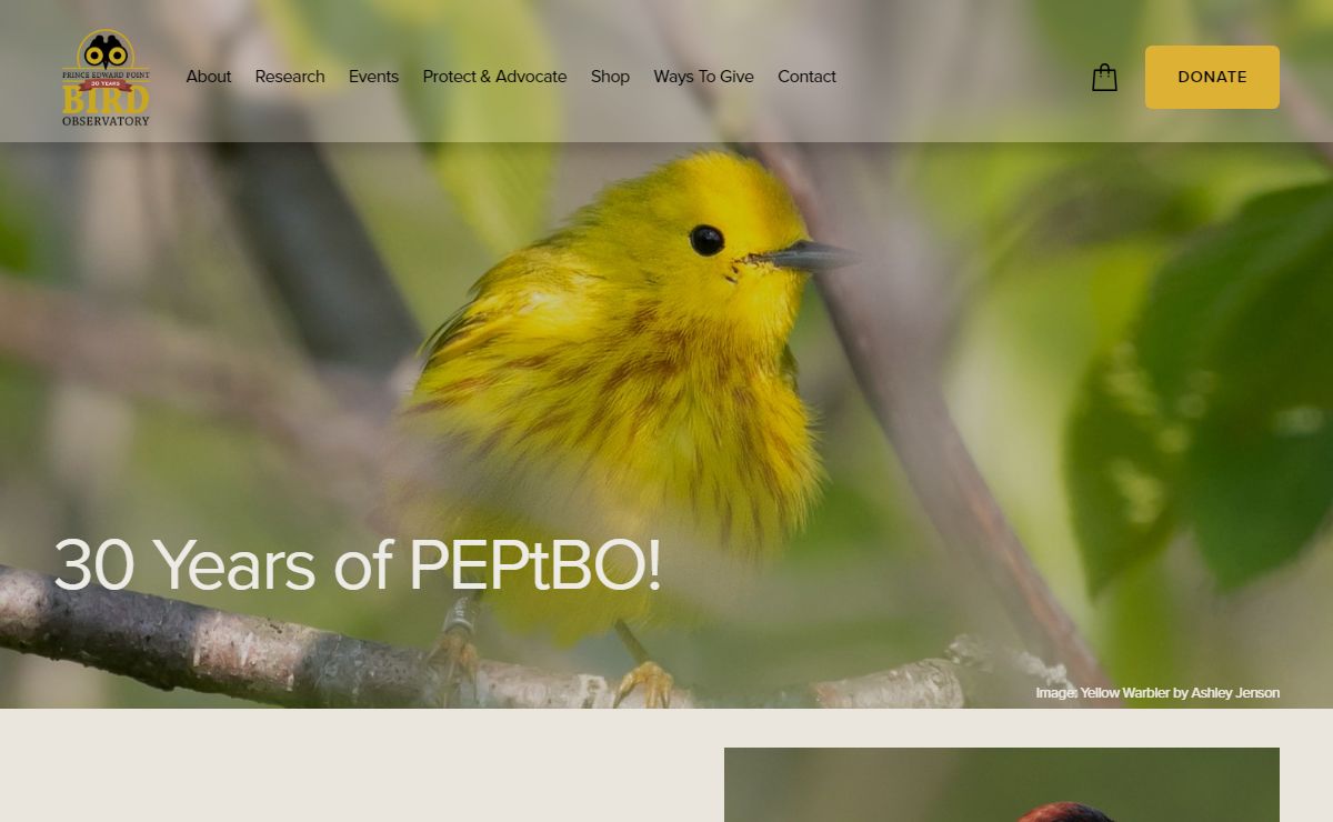 PEPtBO
