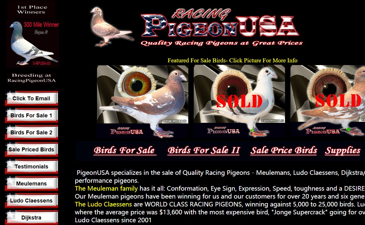Racing Pigeons For Sale | Pigeons For Sale | PigeonUSA